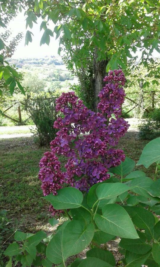 La Casa Delle Rose Villa Otricoli Екстериор снимка